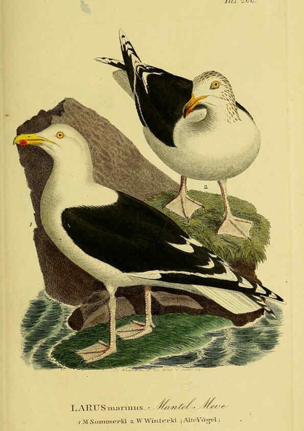Reproducción/Reproduction 6058914109: Johann Andreas Naumann's ... Naturgeschichte der Vögel Deutschlands, nach einigen Erfahrungen entworfen. 13.T.Plates Leipzig :G. Fleischer,1820-1860