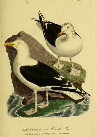 Reproducción/Reproduction 6058914109: Johann Andreas Naumann's ... Naturgeschichte der Vögel Deutschlands, nach einigen Erfahrungen entworfen. 13.T.Plates Leipzig :G. Fleischer,1820-1860