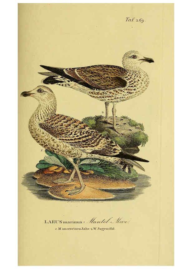 Reproducción/Reproduction 6058914435: Johann Andreas Naumann's ... Naturgeschichte der Vögel Deutschlands, nach einigen Erfahrungen entworfen. 13.T.Plates Leipzig :G. Fleischer,1820-1860