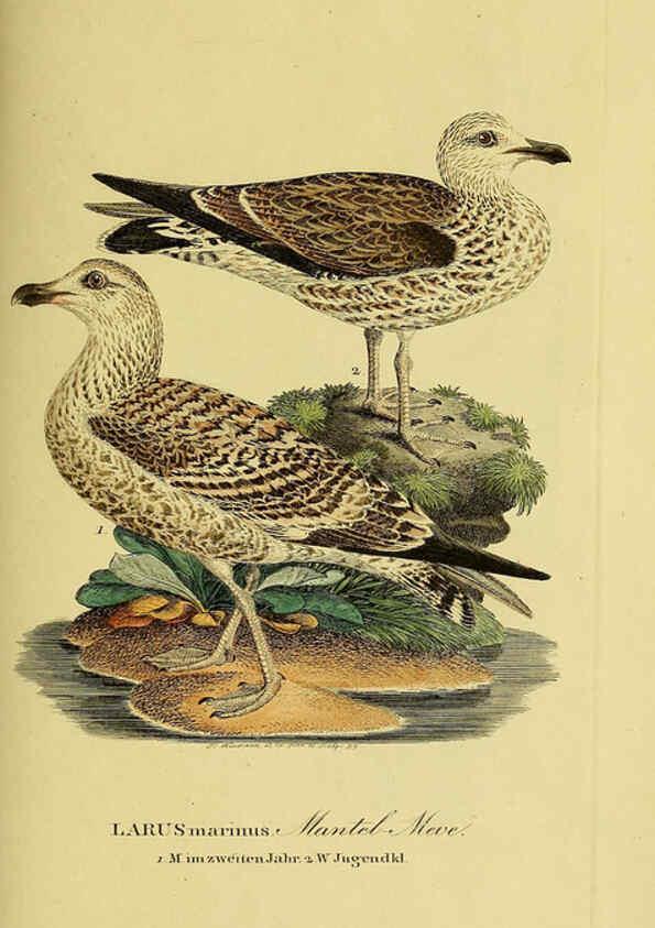 Reproducción/Reproduction 6058914435: Johann Andreas Naumann's ... Naturgeschichte der Vögel Deutschlands, nach einigen Erfahrungen entworfen. 13.T.Plates Leipzig :G. Fleischer,1820-1860