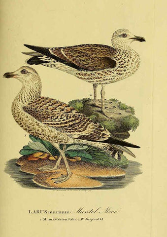Reproducción/Reproduction 6058914435: Johann Andreas Naumann's ... Naturgeschichte der Vögel Deutschlands, nach einigen Erfahrungen entworfen. 13.T.Plates Leipzig :G. Fleischer,1820-1860