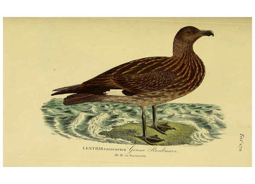 Reproducción/Reproduction 6058914957: Johann Andreas Naumann's ... Naturgeschichte der Vögel Deutschlands, nach einigen Erfahrungen entworfen. 13.T.Plates Leipzig :G. Fleischer,1820-1860