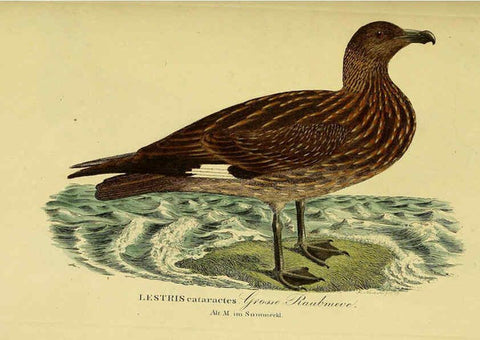 Reproducción/Reproduction 6058914957: Johann Andreas Naumann's ... Naturgeschichte der Vögel Deutschlands, nach einigen Erfahrungen entworfen. 13.T.Plates Leipzig :G. Fleischer,1820-1860