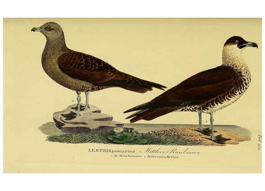 Reproducción/Reproduction 6059463014: Johann Andreas Naumann's ... Naturgeschichte der Vögel Deutschlands, nach einigen Erfahrungen entworfen. 13.T.Plates Leipzig :G. Fleischer,1820-1860