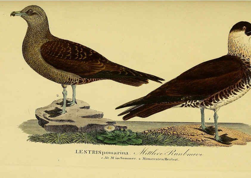 Reproducción/Reproduction 6059463014: Johann Andreas Naumann's ... Naturgeschichte der Vögel Deutschlands, nach einigen Erfahrungen entworfen. 13.T.Plates Leipzig :G. Fleischer,1820-1860