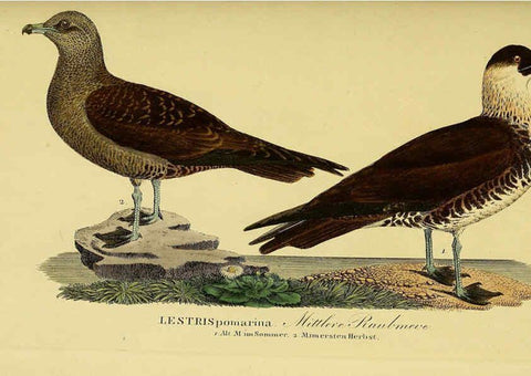 Reproducción/Reproduction 6059463014: Johann Andreas Naumann's ... Naturgeschichte der Vögel Deutschlands, nach einigen Erfahrungen entworfen. 13.T.Plates Leipzig :G. Fleischer,1820-1860