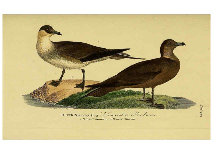 Reproducción/Reproduction 6059463302: Johann Andreas Naumann's ... Naturgeschichte der Vögel Deutschlands, nach einigen Erfahrungen entworfen. 13.T.Plates Leipzig :G. Fleischer,1820-1860
