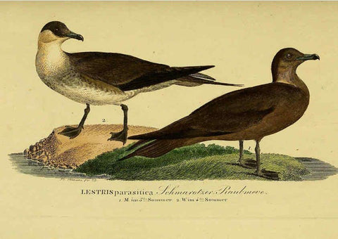 Reproducción/Reproduction 6059463302: Johann Andreas Naumann's ... Naturgeschichte der Vögel Deutschlands, nach einigen Erfahrungen entworfen. 13.T.Plates Leipzig :G. Fleischer,1820-1860
