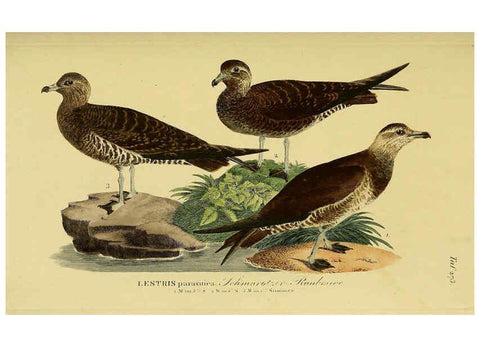 Reproducción/Reproduction 6059463656: Johann Andreas Naumann's ... Naturgeschichte der Vögel Deutschlands, nach einigen Erfahrungen entworfen. 13.T.Plates Leipzig :G. Fleischer,1820-1860