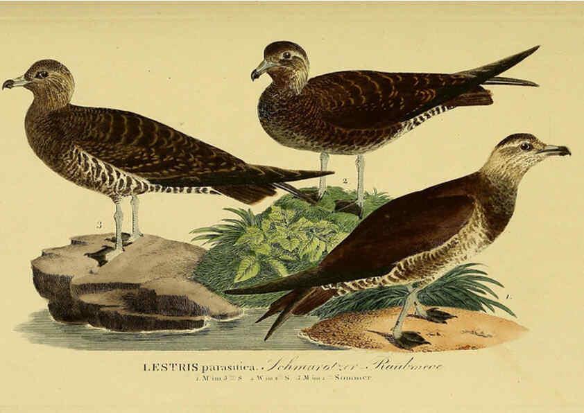 Reproducción/Reproduction 6059463656: Johann Andreas Naumann's ... Naturgeschichte der Vögel Deutschlands, nach einigen Erfahrungen entworfen. 13.T.Plates Leipzig :G. Fleischer,1820-1860