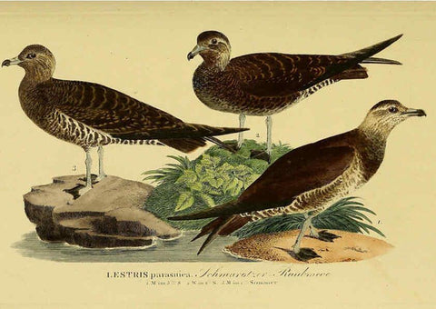 Reproducción/Reproduction 6059463656: Johann Andreas Naumann's ... Naturgeschichte der Vögel Deutschlands, nach einigen Erfahrungen entworfen. 13.T.Plates Leipzig :G. Fleischer,1820-1860