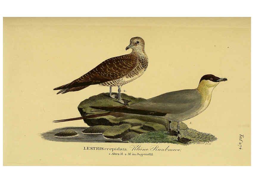 Reproducción/Reproduction 6058916179: Johann Andreas Naumann's ... Naturgeschichte der Vögel Deutschlands, nach einigen Erfahrungen entworfen. 13.T.Plates Leipzig :G. Fleischer,1820-1860