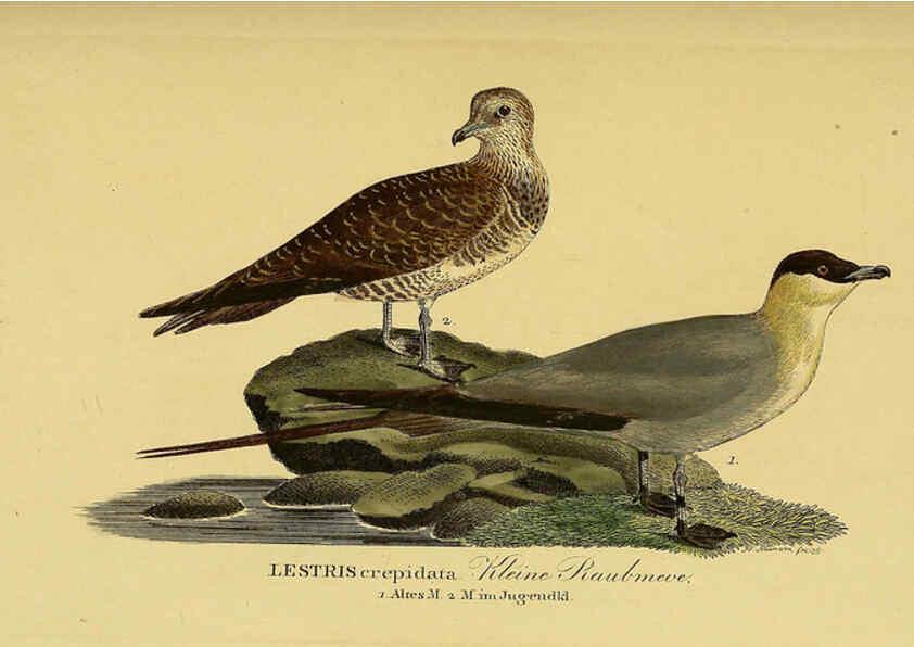 Reproducción/Reproduction 6058916179: Johann Andreas Naumann's ... Naturgeschichte der Vögel Deutschlands, nach einigen Erfahrungen entworfen. 13.T.Plates Leipzig :G. Fleischer,1820-1860
