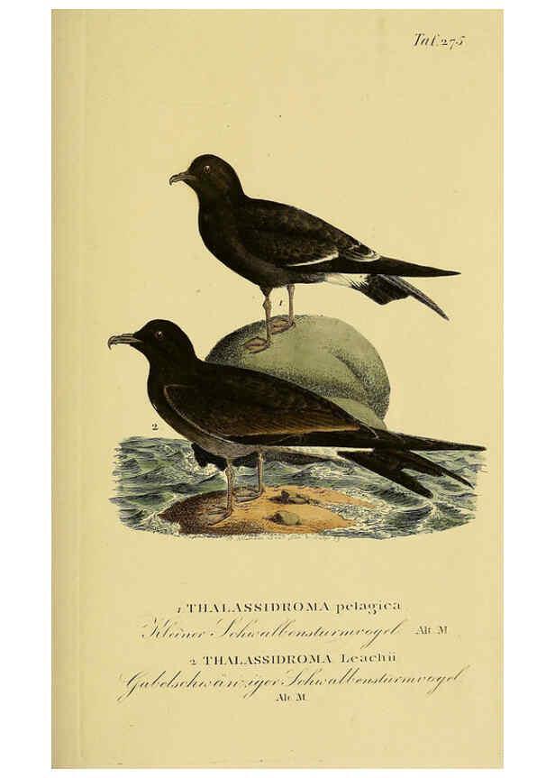 Reproducción/Reproduction 6058916713: Johann Andreas Naumann's ... Naturgeschichte der Vögel Deutschlands, nach einigen Erfahrungen entworfen. 13.T.Plates Leipzig :G. Fleischer,1820-1860