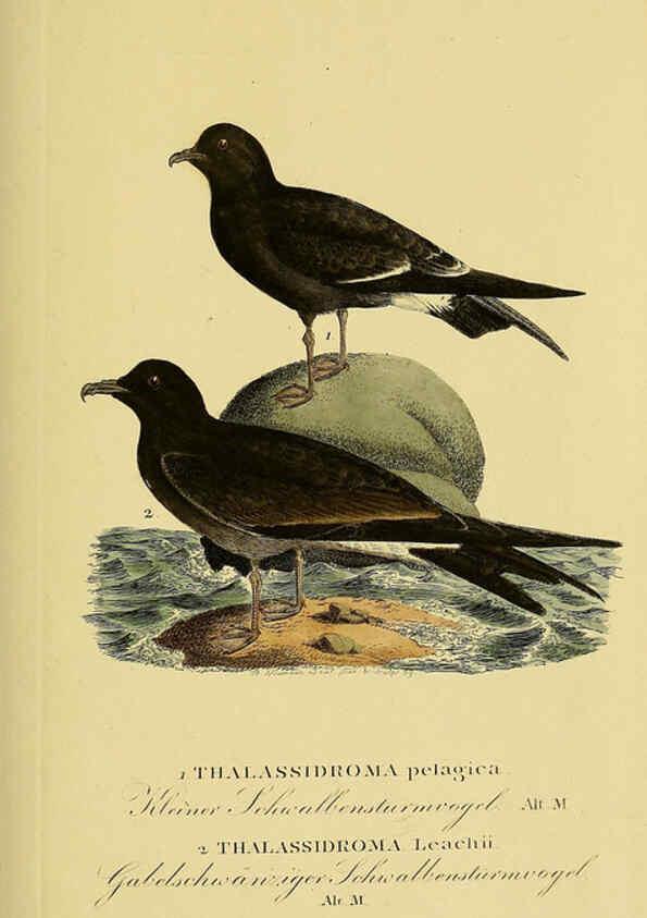 Reproducción/Reproduction 6058916713: Johann Andreas Naumann's ... Naturgeschichte der Vögel Deutschlands, nach einigen Erfahrungen entworfen. 13.T.Plates Leipzig :G. Fleischer,1820-1860