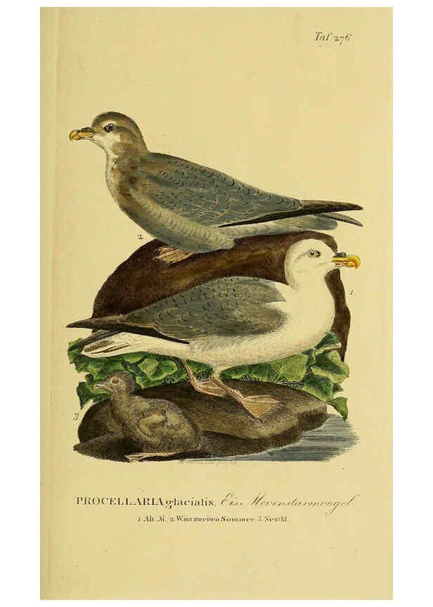 Reproducción/Reproduction 6058917067: Johann Andreas Naumann's ... Naturgeschichte der Vögel Deutschlands, nach einigen Erfahrungen entworfen. 13.T.Plates Leipzig :G. Fleischer,1820-1860