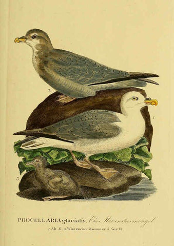 Reproducción/Reproduction 6058917067: Johann Andreas Naumann's ... Naturgeschichte der Vögel Deutschlands, nach einigen Erfahrungen entworfen. 13.T.Plates Leipzig :G. Fleischer,1820-1860
