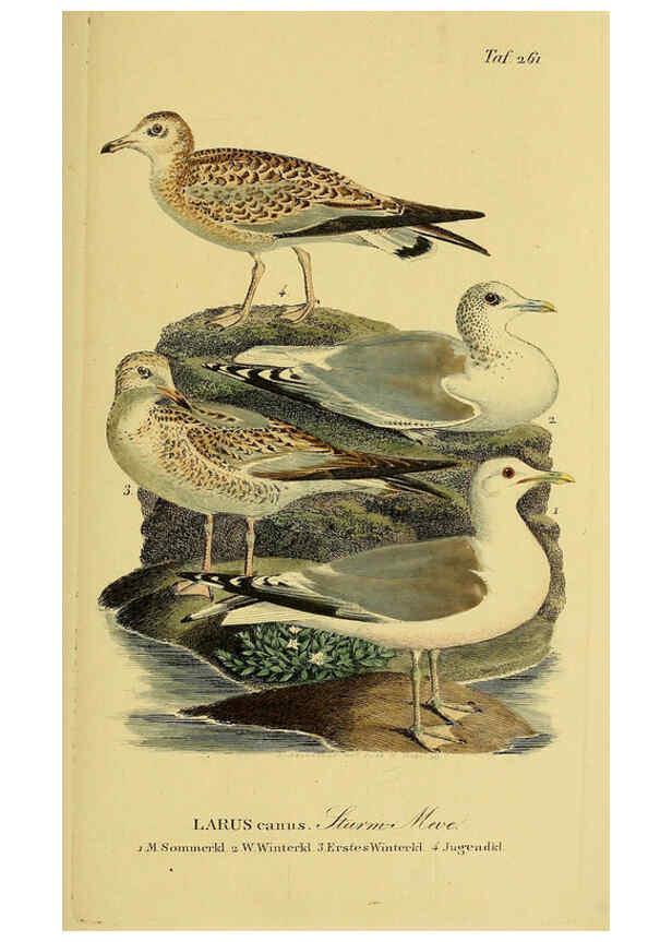 Reproducción/Reproduction 6059459332: Johann Andreas Naumann's ... Naturgeschichte der Vögel Deutschlands, nach einigen Erfahrungen entworfen. 13.T.Plates Leipzig :G. Fleischer,1820-1860