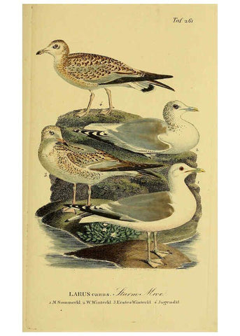 Reproducción/Reproduction 6059459332: Johann Andreas Naumann's ... Naturgeschichte der Vögel Deutschlands, nach einigen Erfahrungen entworfen. 13.T.Plates Leipzig :G. Fleischer,1820-1860