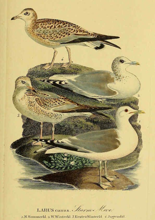 Reproducción/Reproduction 6059459332: Johann Andreas Naumann's ... Naturgeschichte der Vögel Deutschlands, nach einigen Erfahrungen entworfen. 13.T.Plates Leipzig :G. Fleischer,1820-1860
