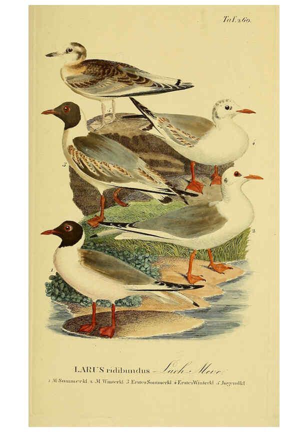 Reproducción/Reproduction 6058911501: Johann Andreas Naumann's ... Naturgeschichte der Vögel Deutschlands, nach einigen Erfahrungen entworfen. 13.T.Plates Leipzig :G. Fleischer,1820-1860
