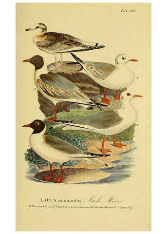 Reproducción/Reproduction 6058911501: Johann Andreas Naumann's ... Naturgeschichte der Vögel Deutschlands, nach einigen Erfahrungen entworfen. 13.T.Plates Leipzig :G. Fleischer,1820-1860