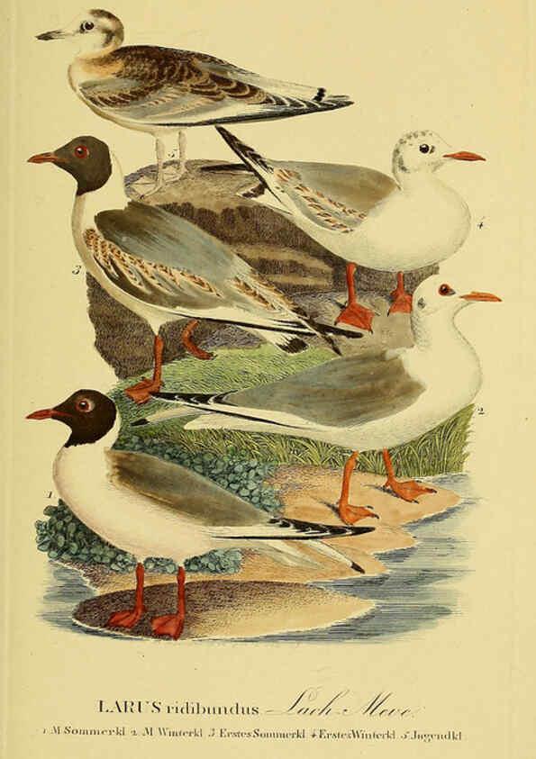 Reproducción/Reproduction 6058911501: Johann Andreas Naumann's ... Naturgeschichte der Vögel Deutschlands, nach einigen Erfahrungen entworfen. 13.T.Plates Leipzig :G. Fleischer,1820-1860