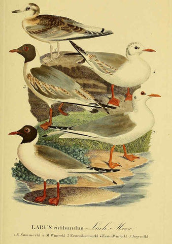 Reproducción/Reproduction 6058911501: Johann Andreas Naumann's ... Naturgeschichte der Vögel Deutschlands, nach einigen Erfahrungen entworfen. 13.T.Plates Leipzig :G. Fleischer,1820-1860