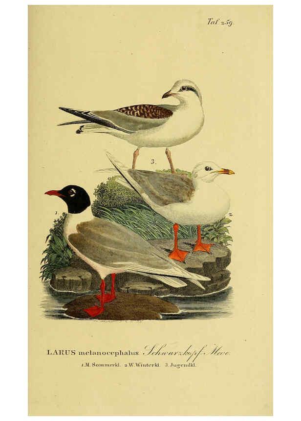 Reproducción/Reproduction 6058911151: Johann Andreas Naumann's ... Naturgeschichte der Vögel Deutschlands, nach einigen Erfahrungen entworfen. 13.T.Plates Leipzig :G. Fleischer,1820-1860