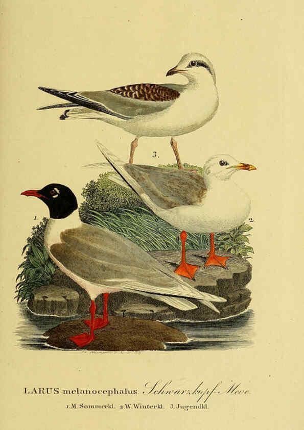 Reproducción/Reproduction 6058911151: Johann Andreas Naumann's ... Naturgeschichte der Vögel Deutschlands, nach einigen Erfahrungen entworfen. 13.T.Plates Leipzig :G. Fleischer,1820-1860