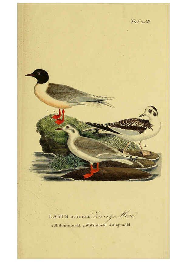 Reproducción/Reproduction 6058910647: Johann Andreas Naumann's ... Naturgeschichte der Vögel Deutschlands, nach einigen Erfahrungen entworfen. 13.T.Plates Leipzig :G. Fleischer,1820-1860