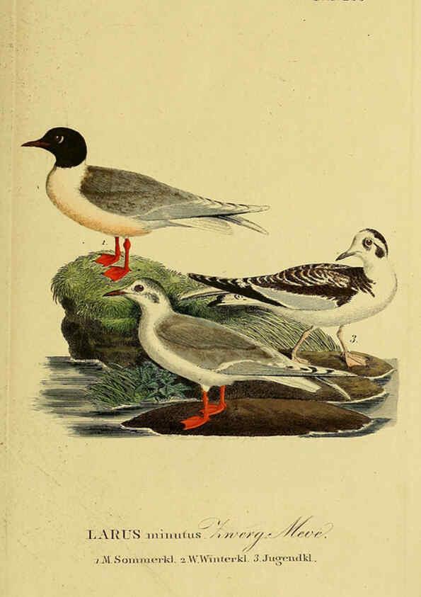 Reproducción/Reproduction 6058910647: Johann Andreas Naumann's ... Naturgeschichte der Vögel Deutschlands, nach einigen Erfahrungen entworfen. 13.T.Plates Leipzig :G. Fleischer,1820-1860