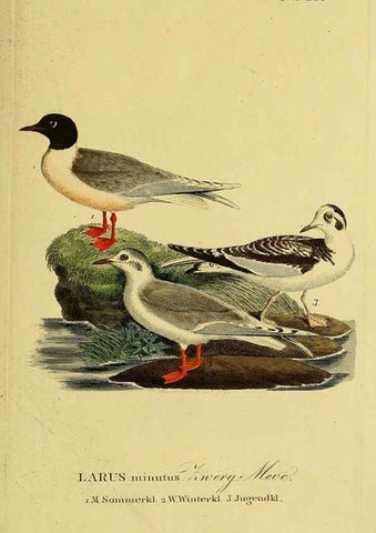 Reproducción/Reproduction 6058910647: Johann Andreas Naumann's ... Naturgeschichte der Vögel Deutschlands, nach einigen Erfahrungen entworfen. 13.T.Plates Leipzig :G. Fleischer,1820-1860