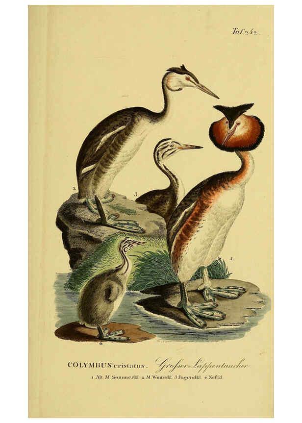 Reproducción/Reproduction 6058905059: Johann Andreas Naumann's ... Naturgeschichte der Vögel Deutschlands, nach einigen Erfahrungen entworfen. 13.T.Plates Leipzig :G. Fleischer,1820-1860
