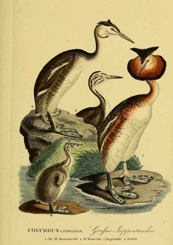 Reproducción/Reproduction 6058905059: Johann Andreas Naumann's ... Naturgeschichte der Vögel Deutschlands, nach einigen Erfahrungen entworfen. 13.T.Plates Leipzig :G. Fleischer,1820-1860