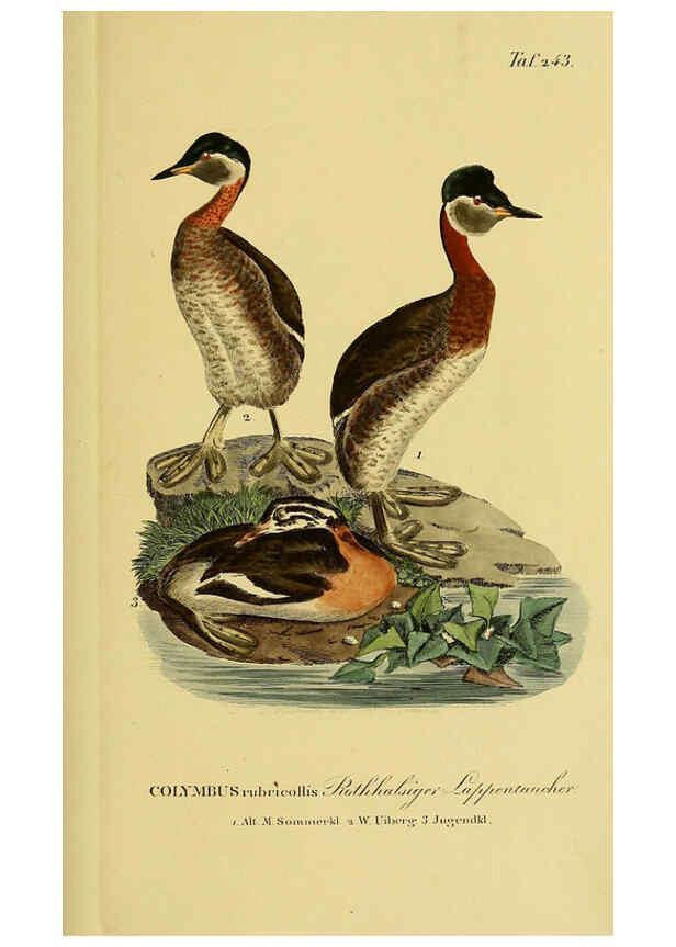 Reproducción/Reproduction 6058905421: Johann Andreas Naumann's ... Naturgeschichte der Vögel Deutschlands, nach einigen Erfahrungen entworfen. 13.T.Plates Leipzig :G. Fleischer,1820-1860