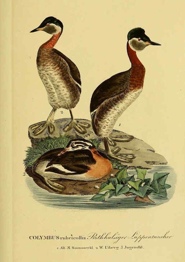 Reproducción/Reproduction 6058905421: Johann Andreas Naumann's ... Naturgeschichte der Vögel Deutschlands, nach einigen Erfahrungen entworfen. 13.T.Plates Leipzig :G. Fleischer,1820-1860