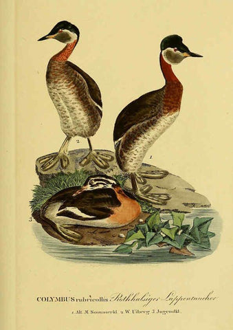 Reproducción/Reproduction 6058905421: Johann Andreas Naumann's ... Naturgeschichte der Vögel Deutschlands, nach einigen Erfahrungen entworfen. 13.T.Plates Leipzig :G. Fleischer,1820-1860