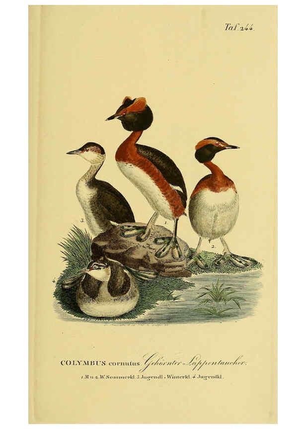 Reproducción/Reproduction 6059453408: Johann Andreas Naumann's ... Naturgeschichte der Vögel Deutschlands, nach einigen Erfahrungen entworfen. 13.T.Plates Leipzig :G. Fleischer,1820-1860