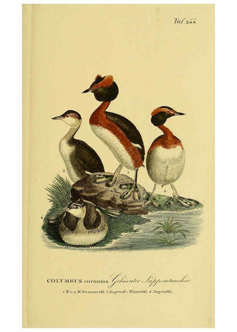 Reproducción/Reproduction 6059453408: Johann Andreas Naumann's ... Naturgeschichte der Vögel Deutschlands, nach einigen Erfahrungen entworfen. 13.T.Plates Leipzig :G. Fleischer,1820-1860