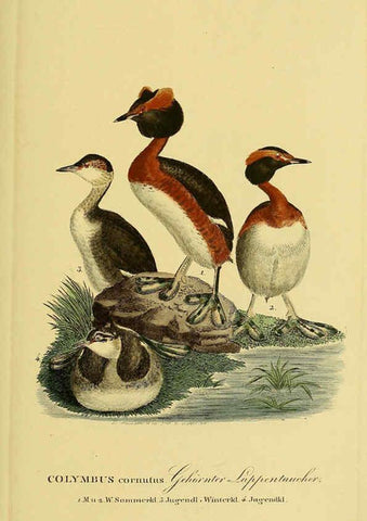 Reproducción/Reproduction 6059453408: Johann Andreas Naumann's ... Naturgeschichte der Vögel Deutschlands, nach einigen Erfahrungen entworfen. 13.T.Plates Leipzig :G. Fleischer,1820-1860