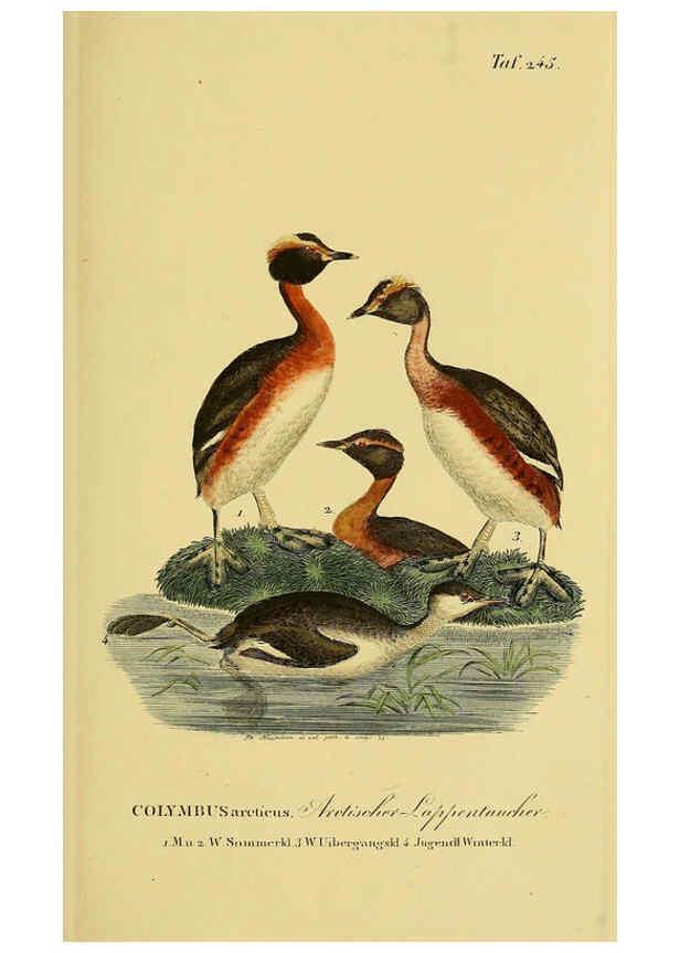 Reproducción/Reproduction 6059453760: Johann Andreas Naumann's ... Naturgeschichte der Vögel Deutschlands, nach einigen Erfahrungen entworfen. 13.T.Plates Leipzig :G. Fleischer,1820-1860