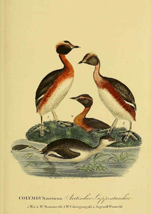 Reproducción/Reproduction 6059453760: Johann Andreas Naumann's ... Naturgeschichte der Vögel Deutschlands, nach einigen Erfahrungen entworfen. 13.T.Plates Leipzig :G. Fleischer,1820-1860