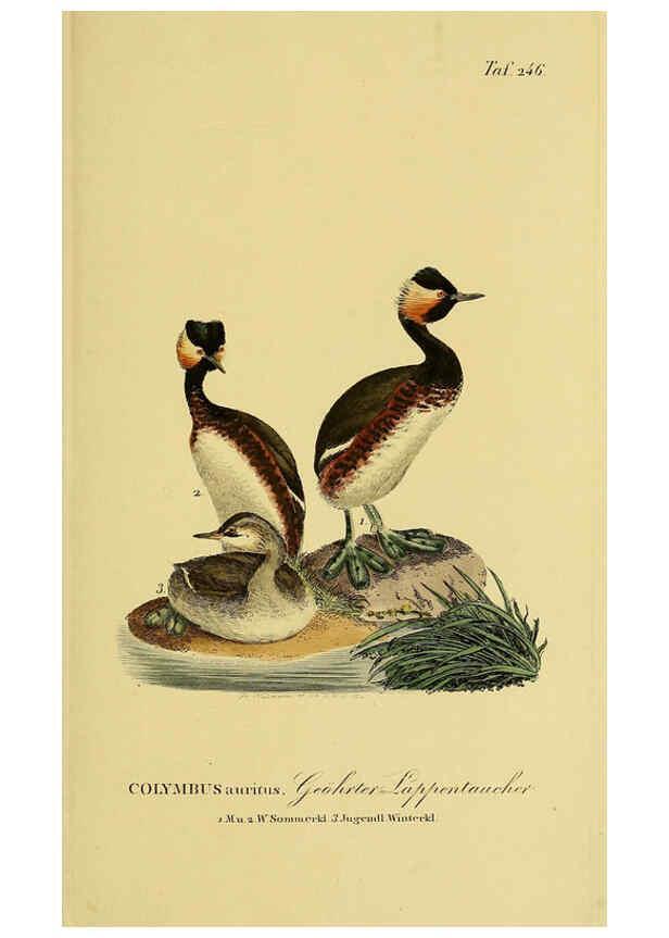Reproducción/Reproduction 6059454022: Johann Andreas Naumann's ... Naturgeschichte der Vögel Deutschlands, nach einigen Erfahrungen entworfen. 13.T.Plates Leipzig :G. Fleischer,1820-1860