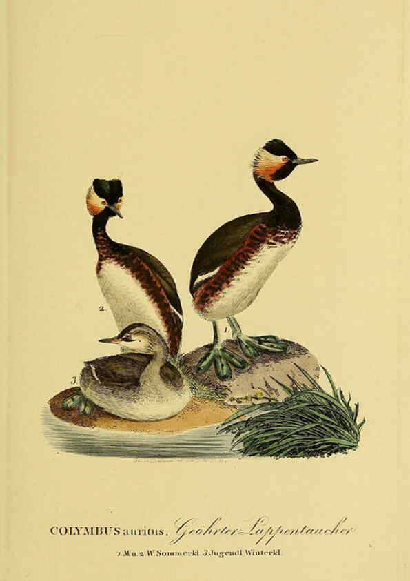 Reproducción/Reproduction 6059454022: Johann Andreas Naumann's ... Naturgeschichte der Vögel Deutschlands, nach einigen Erfahrungen entworfen. 13.T.Plates Leipzig :G. Fleischer,1820-1860