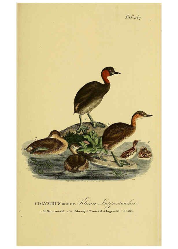 Reproducción/Reproduction 6058906723: Johann Andreas Naumann's ... Naturgeschichte der Vögel Deutschlands, nach einigen Erfahrungen entworfen. 13.T.Plates Leipzig :G. Fleischer,1820-1860