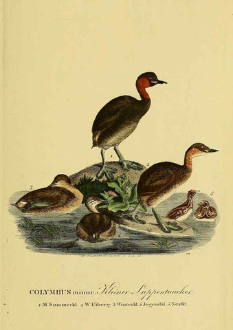 Reproducción/Reproduction 6058906723: Johann Andreas Naumann's ... Naturgeschichte der Vögel Deutschlands, nach einigen Erfahrungen entworfen. 13.T.Plates Leipzig :G. Fleischer,1820-1860