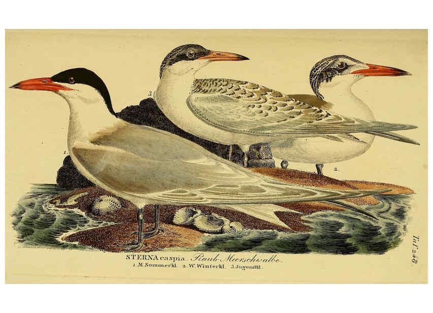 Reproducción/Reproduction 6059454746: Johann Andreas Naumann's ... Naturgeschichte der Vögel Deutschlands, nach einigen Erfahrungen entworfen. 13.T.Plates Leipzig :G. Fleischer,1820-1860