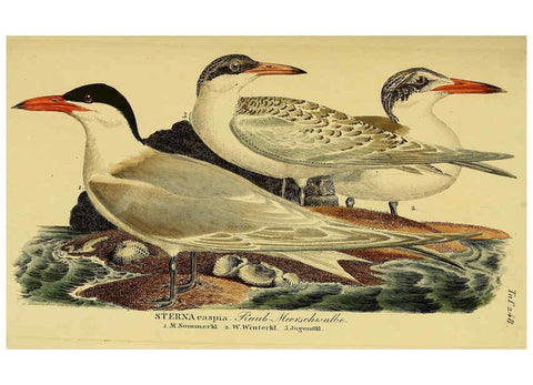 Reproducción/Reproduction 6059454746: Johann Andreas Naumann's ... Naturgeschichte der Vögel Deutschlands, nach einigen Erfahrungen entworfen. 13.T.Plates Leipzig :G. Fleischer,1820-1860