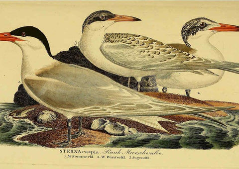 Reproducción/Reproduction 6059454746: Johann Andreas Naumann's ... Naturgeschichte der Vögel Deutschlands, nach einigen Erfahrungen entworfen. 13.T.Plates Leipzig :G. Fleischer,1820-1860